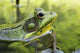Green Frog Partly Submerged In Water Wall Mural