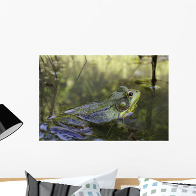 Green Frog Partly Submerged Wall Mural shown on a wall