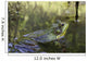 Green Frog Partly Submerged In Water Wall Mural