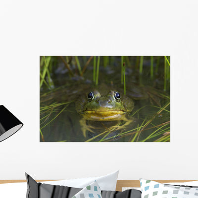 Green Frog Partly Submerged Wall Mural shown on a wall
