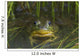 Green Frog Partly Submerged In Water Wall Mural