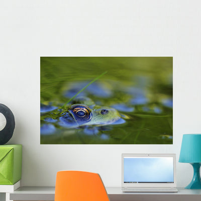 Green Frog Partly Submerged Wall Mural shown on a wall