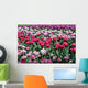 Tulips Pink Variations Wall Mural