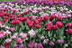 Tulips Pink Variations Wall Mural