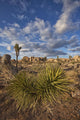 Yucca plants and joshua trees dot the landscape Wall Mural