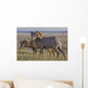 Bighorn sheep in badlands national park Wall Mural