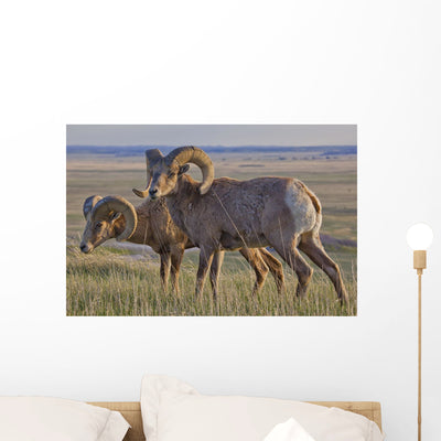 Bighorn Sheep Badlands National Wall Mural shown on a wall
