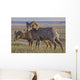 Bighorn sheep in badlands national park Wall Mural