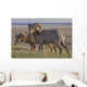 Bighorn sheep in badlands national park Wall Mural