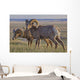 Bighorn sheep in badlands national park Wall Mural