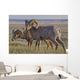 Bighorn sheep in badlands national park Wall Mural