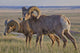 Bighorn sheep in badlands national park Wall Mural