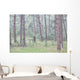 Trees in the fog along a highway in the black hills of south dakota Wall Mural