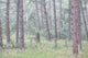 Trees in the fog along a highway in the black hills of south dakota Wall Mural
