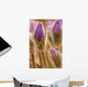 Detail of purple crocus at sunset Wall Mural