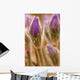 Detail of purple crocus at sunset Wall Mural