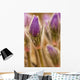 Detail of purple crocus at sunset Wall Mural