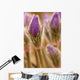 Detail of purple crocus at sunset Wall Mural