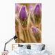 Detail of purple crocus at sunset Wall Mural