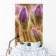 Detail of purple crocus at sunset Wall Mural