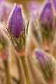 Detail of purple crocus at sunset Wall Mural