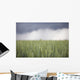 Wheat field and oncoming thunderstorm Wall Mural