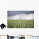 Wheat field and oncoming thunderstorm Wall Mural