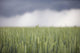 Wheat field and oncoming thunderstorm Wall Mural