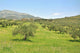 Olive trees Wall Mural