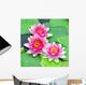 Pink water lilies Wall Mural