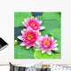 Pink water lilies Wall Mural