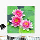 Pink water lilies Wall Mural