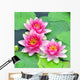 Pink water lilies Wall Mural