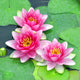 Pink water lilies Wall Mural