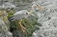 Grey Heron 2 Wall Mural