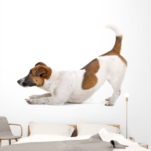 Side Jack Russel Terrier Wall Decal