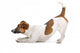 Side Jack Russel Terrier Wall Decal