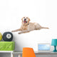 Resting Golden Retriever Dog Wall Decal