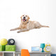 Resting Golden Retriever Dog Wall Decal
