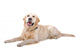 Resting Golden Retriever Dog Wall Decal