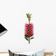 Red bottle-brush tree (Callistemon) Wall Decal