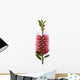 Red bottle-brush tree (Callistemon) Wall Decal