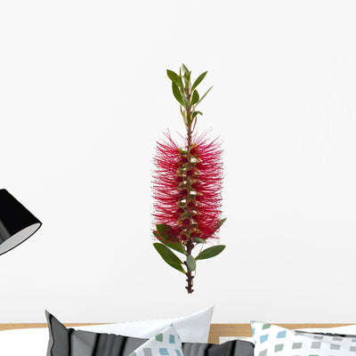 Red Bottle-brush Tree Callistemon Wall Decal shown on a wall