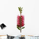 Red bottle-brush tree (Callistemon) Wall Decal