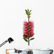 Red bottle-brush tree (Callistemon) Wall Decal