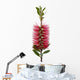 Red bottle-brush tree (Callistemon) Wall Decal