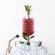 Red bottle-brush tree (Callistemon) Wall Decal