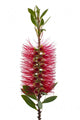 Red bottle-brush tree (Callistemon) Wall Decal