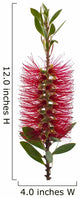 Red bottle-brush tree (Callistemon) Wall Decal
