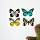 Some Various Butterflies White Wall Decal Design 2